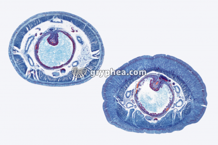CT Lombric x5 - gryphea.com
